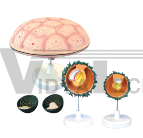 The model of appurtenance with fetus (5parts)